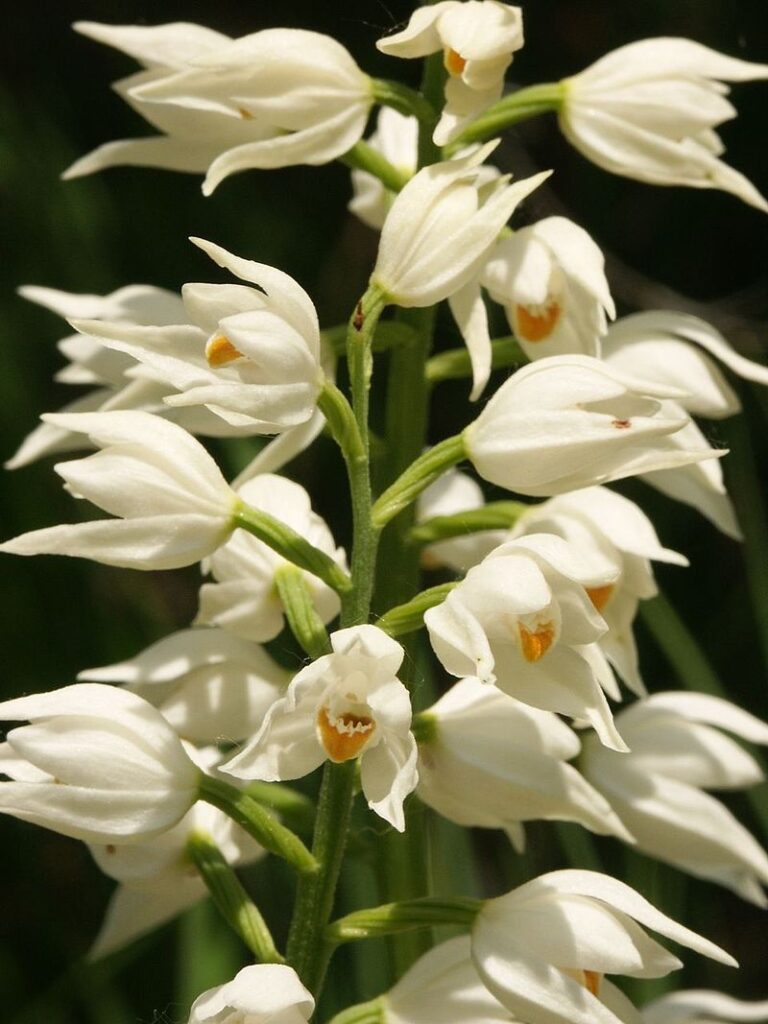 800px-Cephalanthera_longifolia_flowers100604