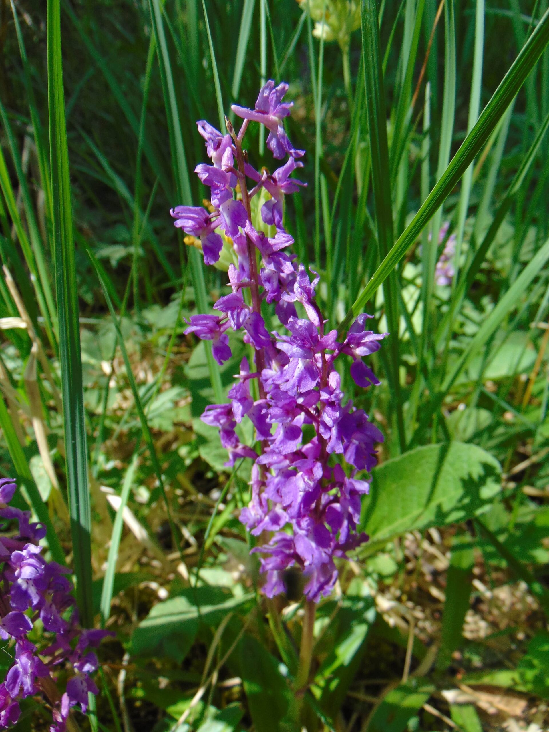 Hiiumaa on rikas erinevate orhideede poolest. Kuigi mitme liigi käekäik pole kiita ja arvukus kahaneb, leiab siit saarelt ikkagi palju põnevaid käpaliste paiku.
