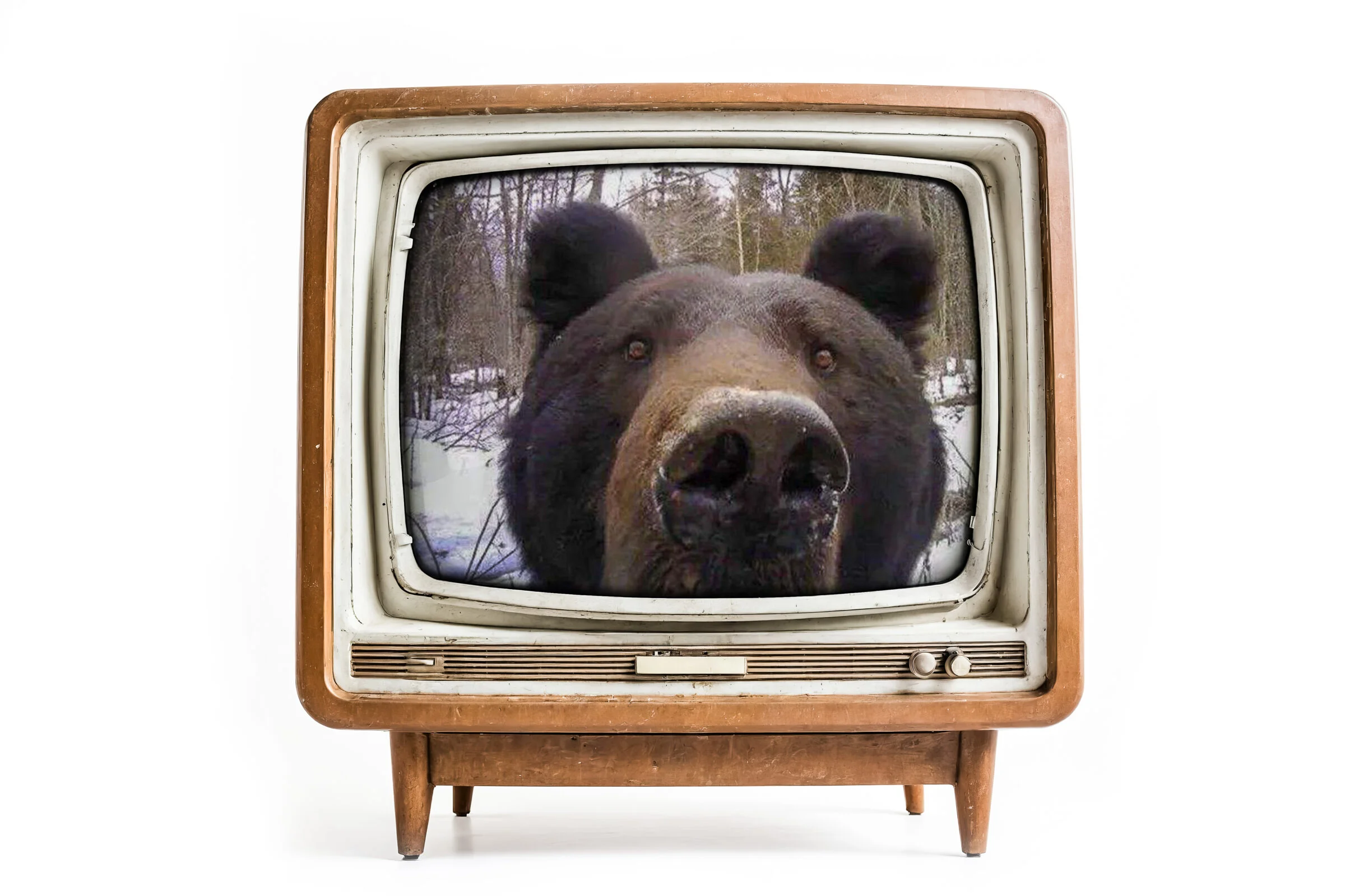 Hiiumaa jahimeeste rajakaameratesse on karu alates 2022. aasta suvest sattunud mitmekümnel korral. Esialgu arvati, et tegu on mandrilt tulnud noore isakaruga, k