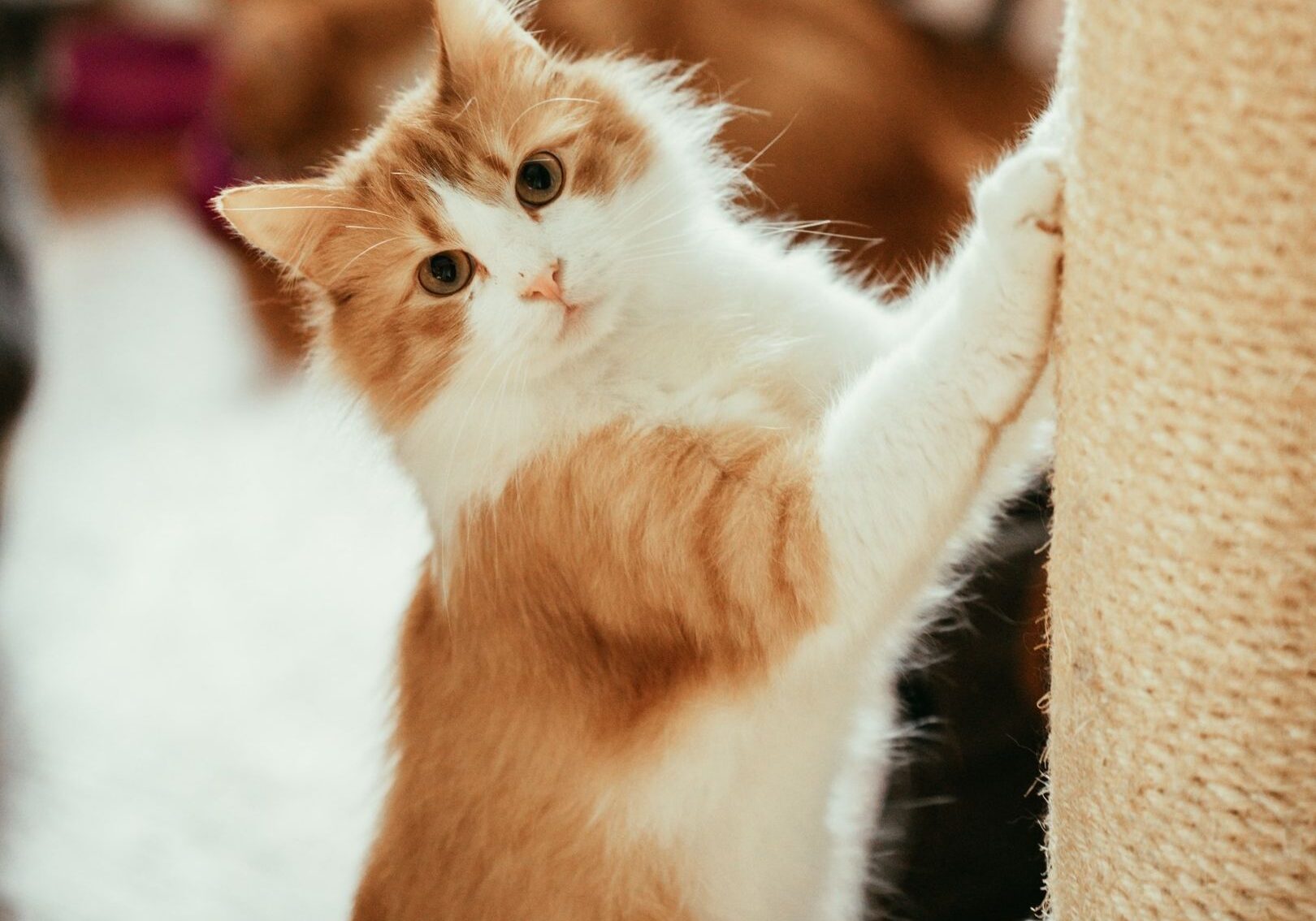 499614029_1194653219125061_2087741098592552343_n