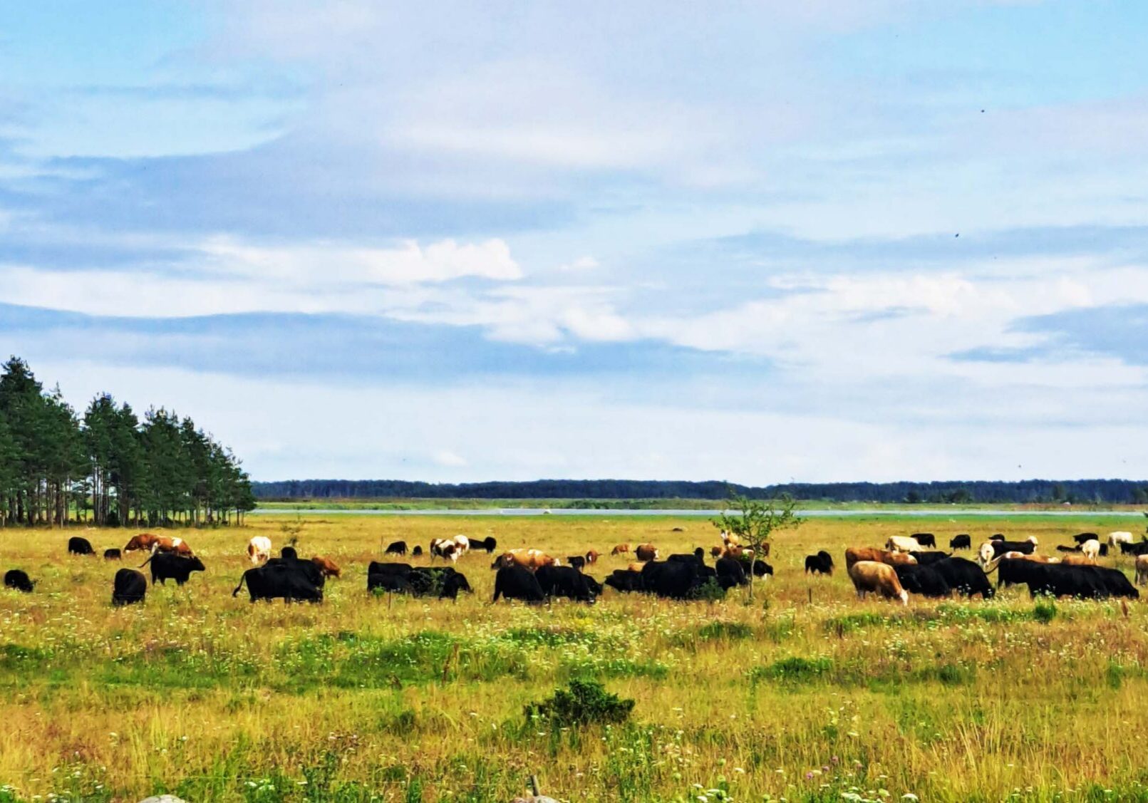 Mõttekoht