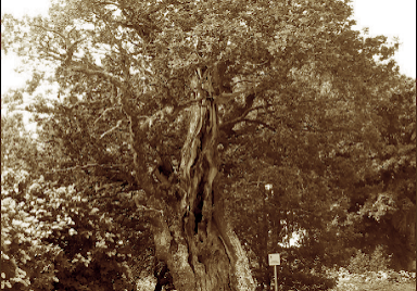 Tarkma-ohvritamm