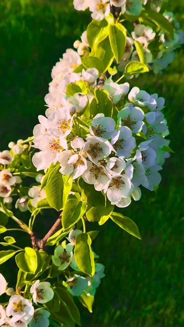 This magical moment between spring and summer 🤍