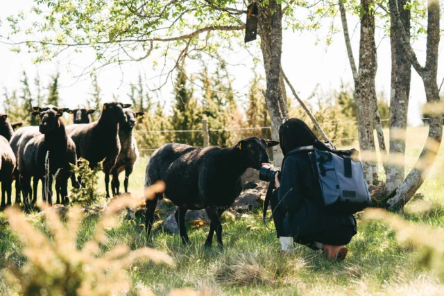 📍 ÜRITUSED HIIUMAAL 14. - 20. SEPTEMBER 📍

Esmaspäev, 14. september

Kogu päev – Vananaistesuvi Hiiumaal
Hiiumaa

20:00 – Hiiumaa Kino: „Morten”
Kärdla Kultuurikeskus

Teisipäev, 15. september

Kogu päev – Vananaistesuvi Hiiumaal
Hiiumaa

Kolmapäev, 16. september

Kogu päev – Vananaistesuvi Hiiumaal
Hiiumaa

12:00 – Hiiumaa Kino: „Morten”
Kärdla Kultuurikeskus

16:30 – Vananaistesuve lillelaualambi töötuba
Hiiu Gourmet, Hiiu mnt 18, Käina

17:00 – Hiiumaa Kino: „Morten”
Kärdla Kultuurikeskus

18:30 – Discgolfi nädalamäng Käinas
Käina discgolfipark

Neljapäev, 17. september

Kogu päev – Vananaistesuvi Hiiumaal
Hiiumaa

16:00 – Orienteerumisneljapäevak
Hiiumaa

17:00 – Sõjahaudadest Hiiumaal räägib Eesti Sõjamuuseumi teadur Ranno Sõnum
Käina Raamatukogu, Hiiu mnt 28, Käina

18:30 – Dago Karikasari 2026
Kärdla sadam

Reede, 18. september

Kogu päev – Vananaistesuvi Hiiumaal
Hiiumaa

13:00 – Loeng „Meedia ja mõjutamine”
Kärdla Kultuurikeskus

19:00 – Kundalini jooga avatud tund Kassaris
Kassari rahvamaja

Kogu päev – ÖÖ retk bussiga: „Suure Armastusega turnides, kuldlaeval loksudes mööda Põhja-Hiiumaad”
Põhja-Hiiumaa

Laupäev, 19. september

Kogu päev – Vananaistesuvi Hiiumaal
Hiiumaa

Kogu päev – Sõru Regatt XX
Sõru sadam

Kogu päev – FenixBet Eesti Meistrivõistlused ja Karikavõistlused Crosskartide ja noorte rallisprindis 2026 6. etapp
Hiiumaa

Kogu päev – ÖÖ retk bussiga: „Suure Armastusega turnides, kuldlaeval loksudes mööda Põhja-Hiiumaad”
Põhja-Hiiumaa

09:00 – Hiidlaste sügislaat & moosikonkurss 2026
Kärdla keskväljak

10:00 – Hülgevaatlusretk Kärdla sadamast
Kärdla sadam

12:00 – Suur juustukera
Kärdla Nukuteater, Uus 1, Kärdla

13:00 – Coop Hiiumaa rattamatk
Kärdla keskväljak

13:00 – Lastejooga
Kärdla Nukuteater, Uus 1, Kärdla

Pühapäev, 20. september

Kogu päev – Vananaistesuvi Hiiumaal
Hiiumaa

10:30 – Kundalini jooga avatud tund Kärdlas
Kärdla Nukuteater, Uus 1, Kärdla

12:00 – Hülgevaatlusretk Kärdla sadamast
Kärdla sadam

18:00 – Itaalia kinoõhtu Hiiu Gourmet glämpingus
Hiiu Gourmet

Foto: Teele Rehe, Hiiumaa Arenduskeskus, Light in the Dark

#viisthiiumaa #hingelthiid